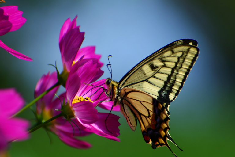 The Life Giving Breath of God: Part 1