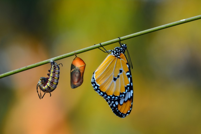 Transcendental Transformation: Part 2