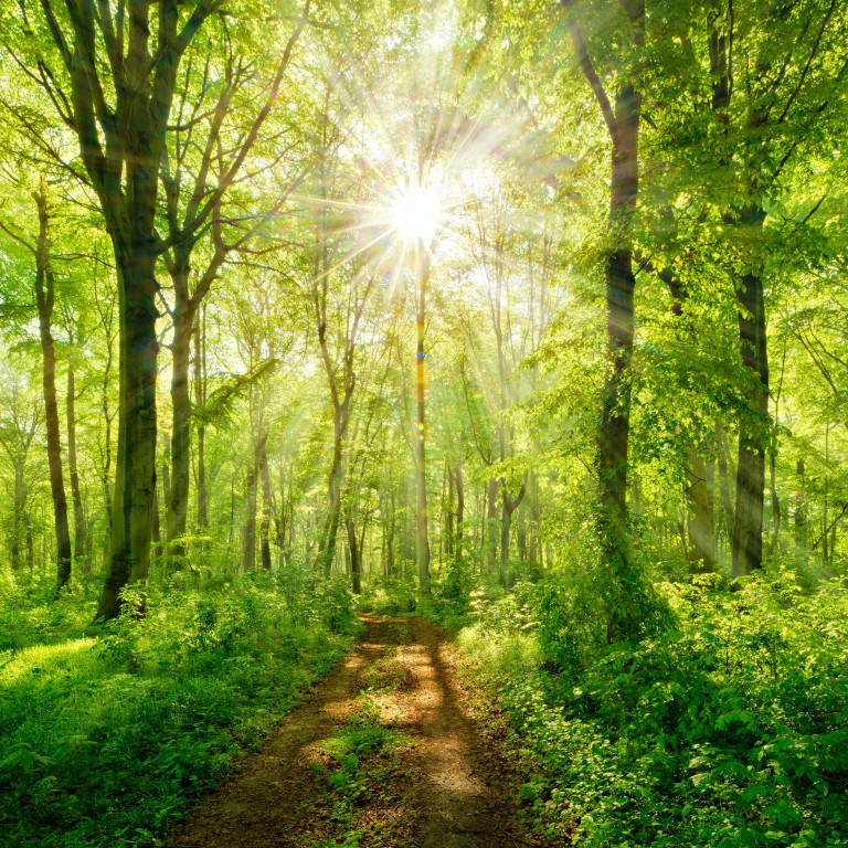 Eternal Divine Light