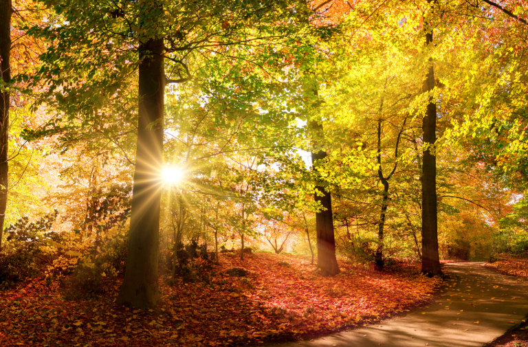 WALKING FORWARD IN THE LIGHT: Part 1